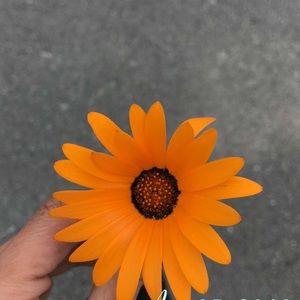 Meet your Posher, Dasha